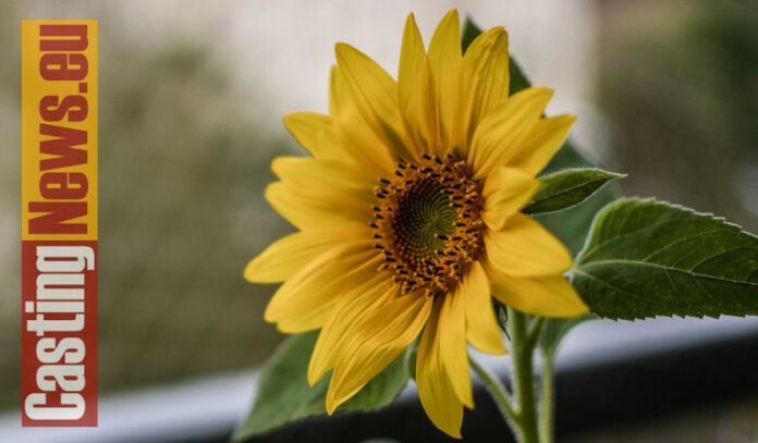 Mio padre è un girasole